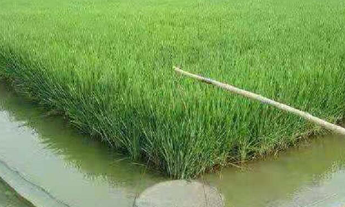 稻田养殖