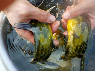 黄颡鱼养殖技术的认识