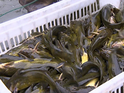 黄颡鱼养殖成本及利润