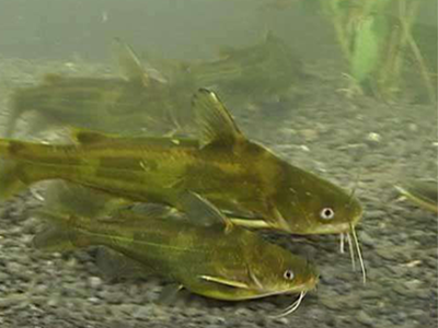 杂交黄颡鱼池塘养殖技术