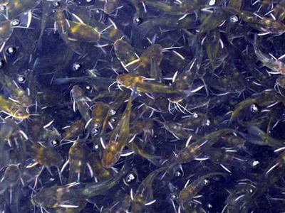 高密度黄颡鱼养殖技术