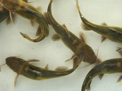 黄颡鱼养殖过程中几种常见病害的防治方法