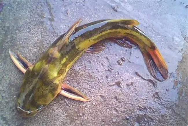 湖北黄优品生态农业发展有限公司